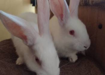 termondzkie białe termondzkie białe