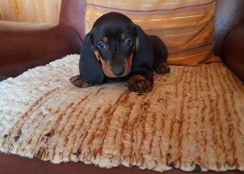 Jamnik miniaturowy krótkowłosy