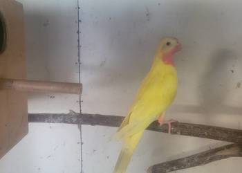 Księzniczki walii lutino