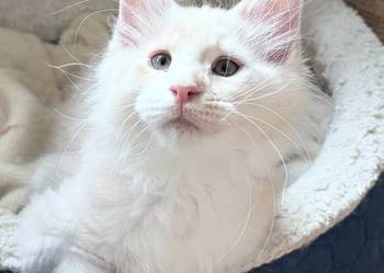 Maine Coon - piękne kocury ! Dymny i rudo biały !