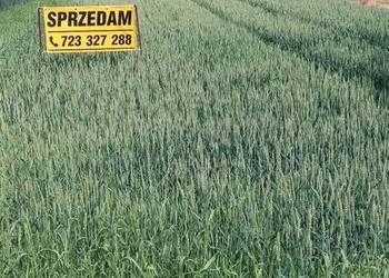 Gospodarstwo rolne -działka 2ha.