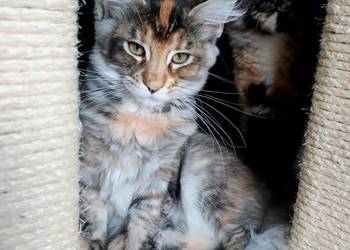 Kotka rasy MAINE COON - legalna hodowla IBSCC WCF