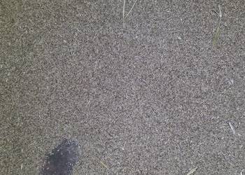 Sprzedam pszenice wiosena