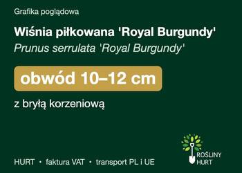 Wiśnia piłkowana 'Royal Burgundy' obwód 10-12 cm, z bryłą – HURT