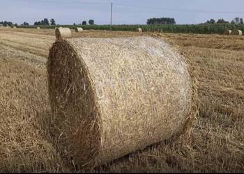 Sprzedam bele słomy