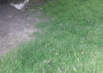 Jajka lęgowe gęsi Landes