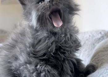 Maine Coon - niebieski kocurek !