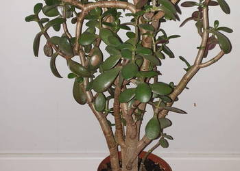 Grubosz, crassula, drzewko szczęścia, duże drzewko,wieloletnie