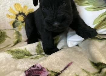 Sznaucer miniaturowy czarny - sunie