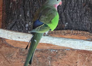 Księżniczka walli samica