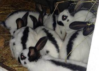 Sprzedam mlode kroliki srokacz niemiecki