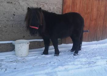 Sprzedam klacz kucyk kuc szetlandzka