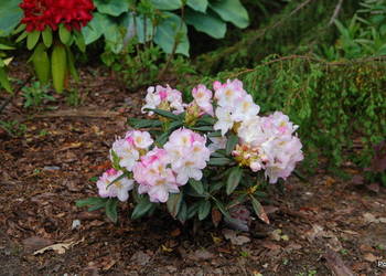 Rózanecznik 'Brigitte' / Rhododendron 'Brigitte' C5