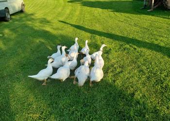 Sprzedam kacze tuszki