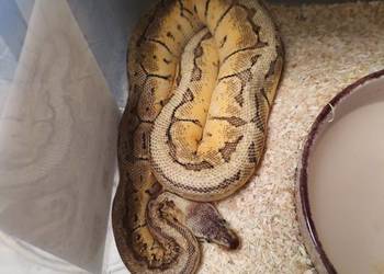 Sprzedam pytony królewskie