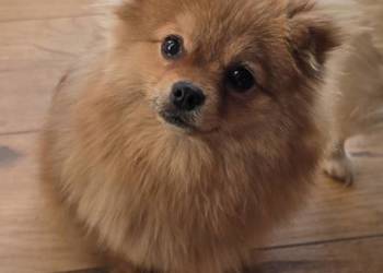 Pomeranian suczka szpic miniaturowy zkwp FCI