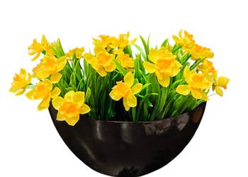 Narcyze wiosenne kwiaty