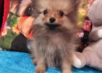 Suczka Szpic miniaturowy