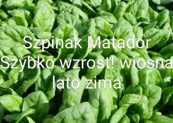 Szpinak Matador i Gigant  nasiona kolekcja Eco 2024