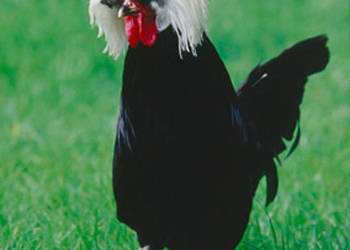 Jaja lęgowe białoczuba