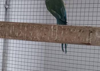 Aleksandrette obrożną kobalt turkus / głowa ogon samica lęgowa!