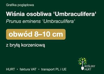 Wiśnia osobliwa 'Umbraculifera' obwód 8-10 cm, z bryłą – HURT