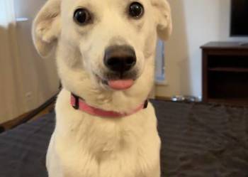 Opieka nad zwierzętami Warszawa | Domowa atmosfera | 1 pupil na raz