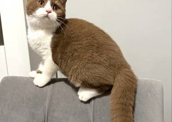 cynamonowy bikolor brytyjski