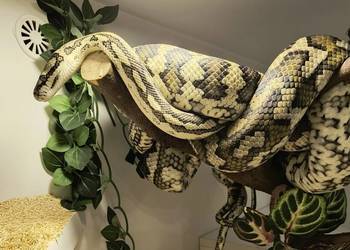 Pyton dywanowy morelia spilota
