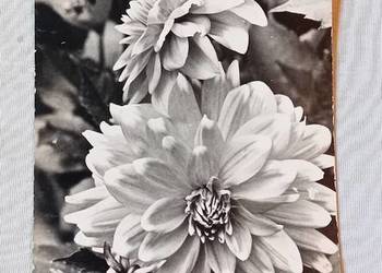 Pocztówka : Dalie. PTTK, 1963 r. Pocztówka : Dalie. PTTK, 1963 r.