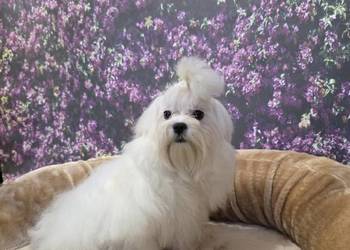 Pies Maltańczyk z rodowodem FCI