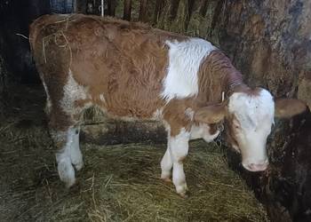 Sprzedam bydlo cieliczki i byczki