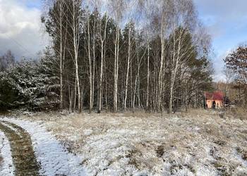 Sprzedam drzewo na pniu