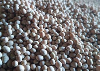 Łubin gorzki KARO słodki bialy