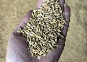 Sprzedam jęczmień ozimy Sandra