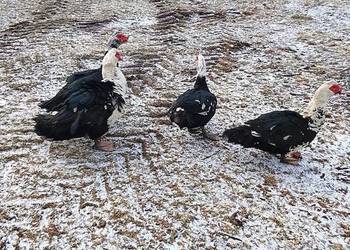 Kaczory waga 4 kg żywe bądź tuszki