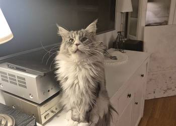 Maine coon kocurek
