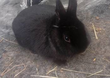 Sprzedam króliczki karzełki czarne szare havana oraz karzełki Teddy