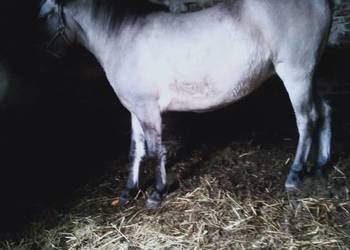 sprzedam KONIKI POLSKIE KLACZE