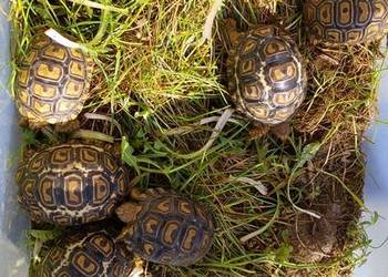 Zółw lądowy Olsztyn wysyłka cała Polska