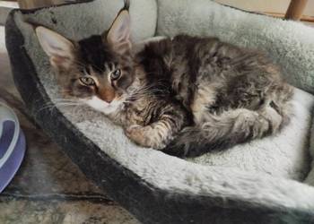 Balbinka kotka Maine coon