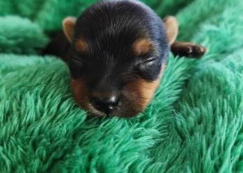 Piesek yorkshire terrier do rezerwacji