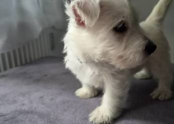 West Highland White Terrier