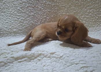 Cavusie szukają domku