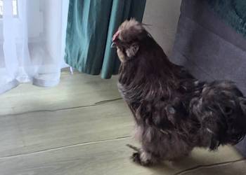 Kogut silki czekoladowy