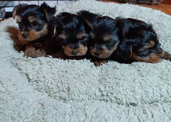 Yorkishe terrier suczki