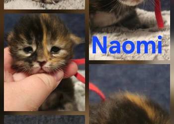 Maine coon do rezerwacji odbior lipiec