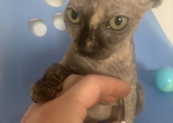 Sfinks Kanadyjski. Koteczka do odbioru. Rodowód