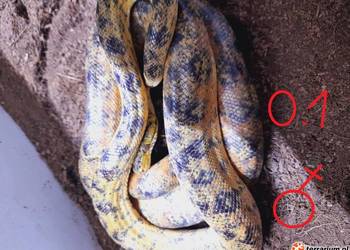 Boa leśne 1.2 - corallus hortulanus dorosłe - proven breeders