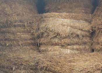 Sprzedam bele słomy